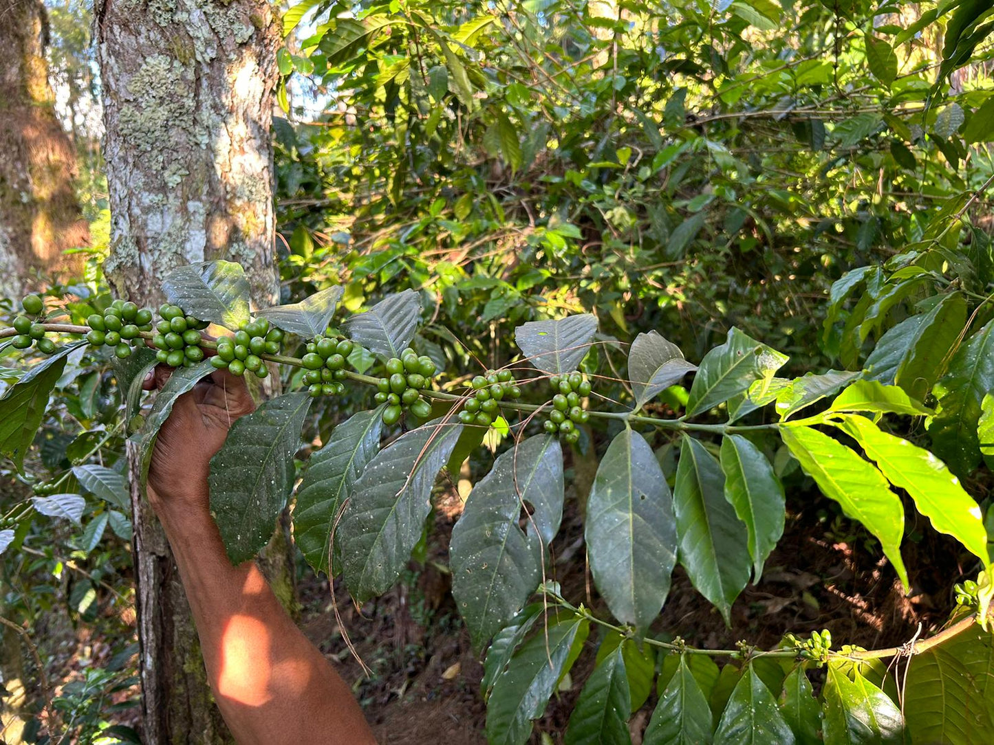 Sipffee PNG野放1800咖啡熟豆 / 咖啡粉 (100g / 200g)